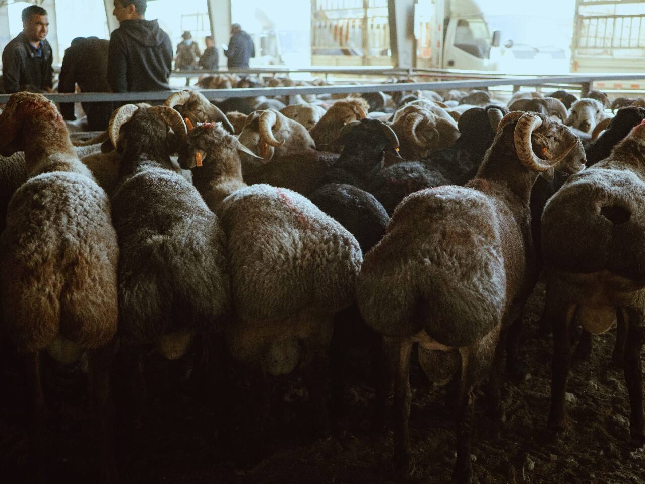 Livestock Bazaar 