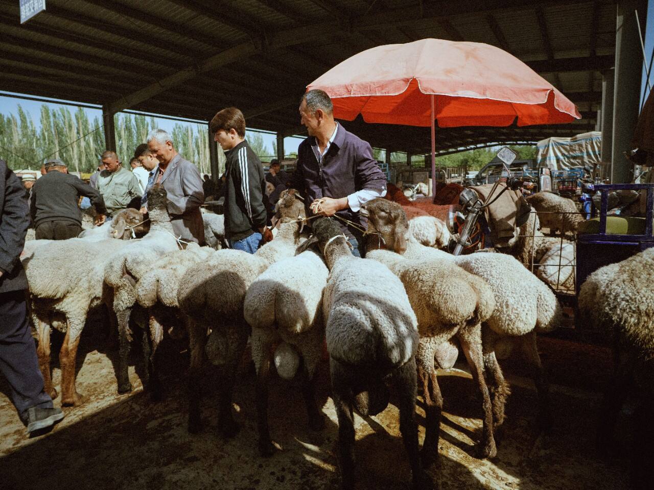 Livestock Bazaar 